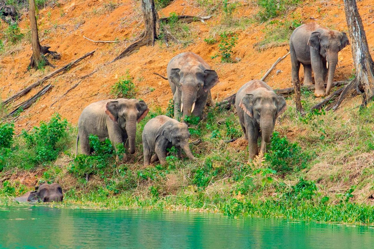 Khao Sok Riverside Cottages Khao Sok National Park エクステリア 写真