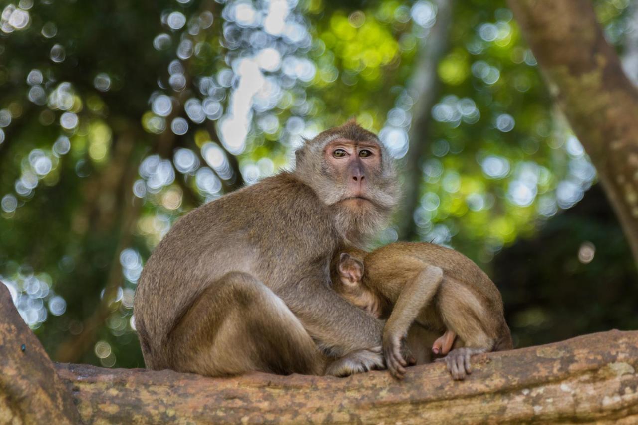 Khao Sok Riverside Cottages Khao Sok National Park エクステリア 写真
